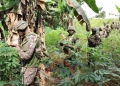 Brazil and Kenyan jungle training